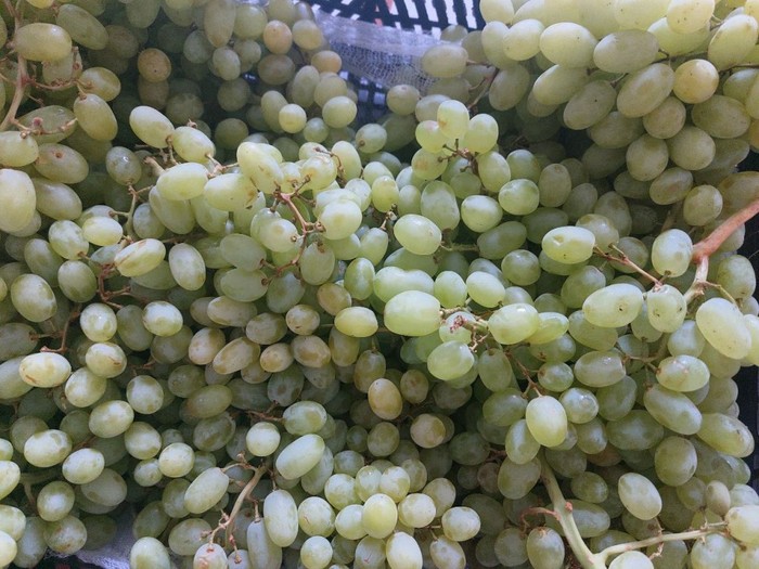 Фото: Северо-Западное межрегиональное управление Федеральной службы по ветеринарному и фитосанитарному надзору