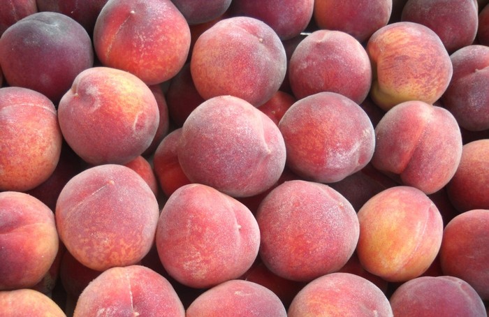 Фото: Северо-Западное межрегиональное управление Федеральной службы по ветеринарному и фитосанитарному надзору