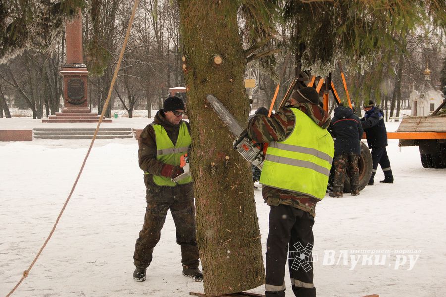 Ёлочка приехала! (ФОТО)