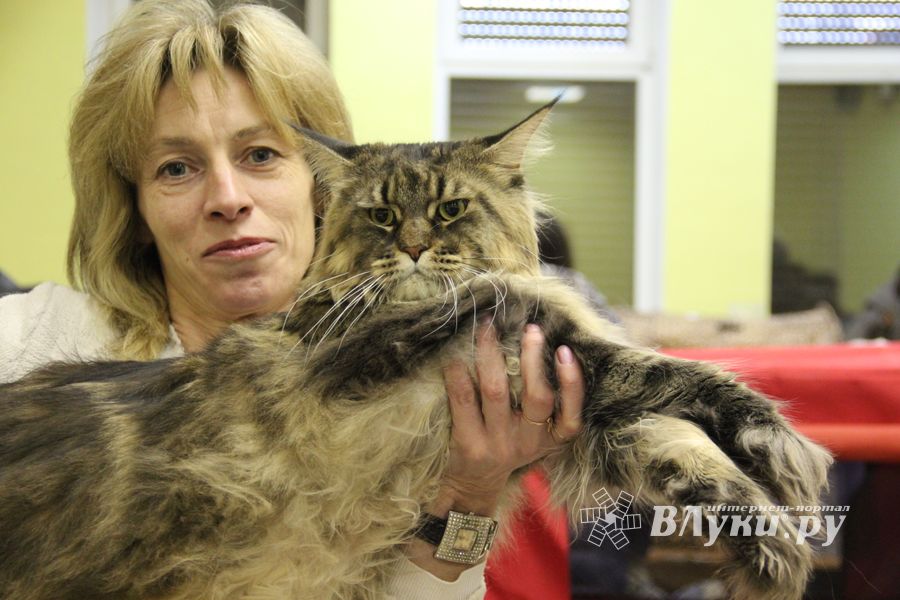 В Великих Луках прошла выставка кошек (фото)