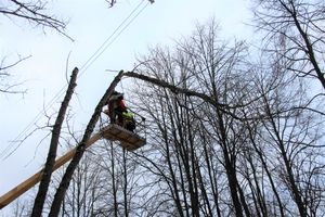 На проспекте Гагарина идет формовка деревьев (ФОТО)