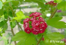 Сегодня в Великих Луках дождь маловероятен