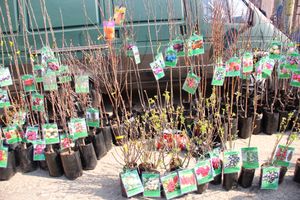 СТЦ «СтройСам» порадовал великолучан на универсальной ярмарке «Весна-2018» (ФОТО)