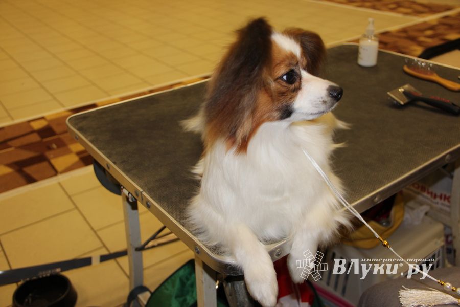 Всероссийская выставка собак в Великих Луках (фото)