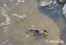 Прогноз погоды на 6 августа в Великих Луках