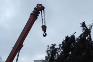 В Великие Луки приехала главная новогодняя ель (ФОТО)