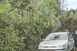 Дерево перекрыло проезд автомобилей в зелёной зоне (ФОТО)