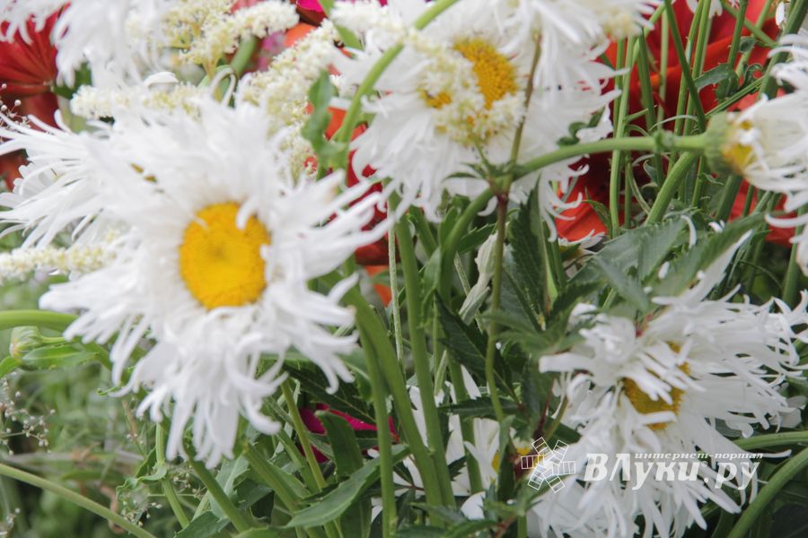 «Парад детских колясок» в День семьи, любви и верности (ФОТО)