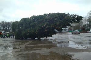 В Великие Луки привезли главную новогоднюю ёлку