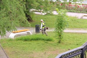 В Великих Луках сажают, стригут и красят (ФОТО)
