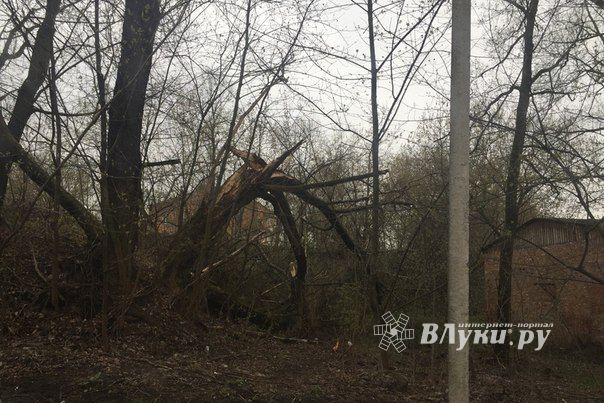 Жутковатое дерево близ острова Дятлинка