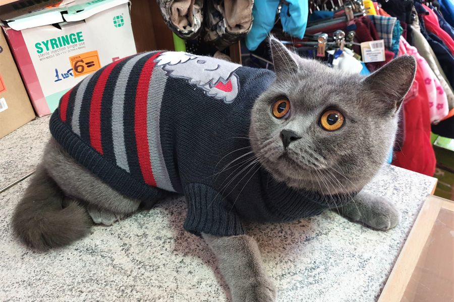 1 марта - ваш кот заслуживает подарок