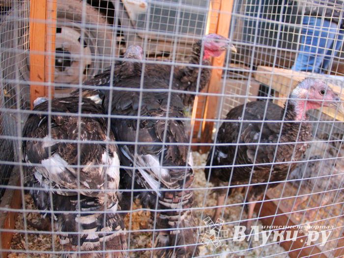 Торговая ярмарка «Осень-2016» прошла в Великих Луках (ФОТО)