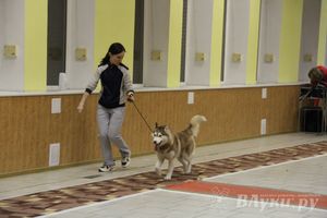 Всероссийская выставка собак в Великих Луках (фото)