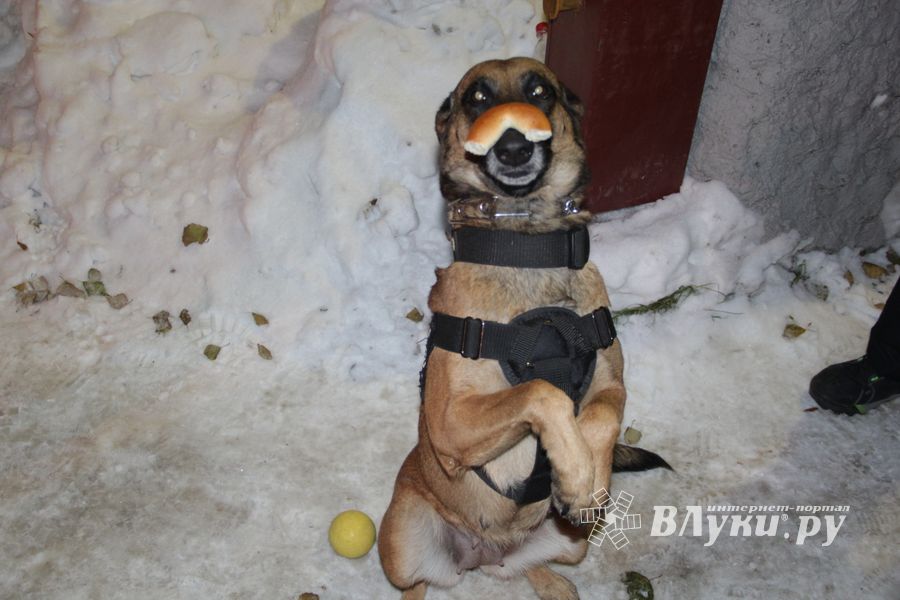 В Великих Луках проходит акция «Сообщи где торгуют смертью» (ФОТО)