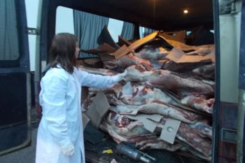 В Псковской области задержано 2 тонны белорусской говядины (ФОТО)