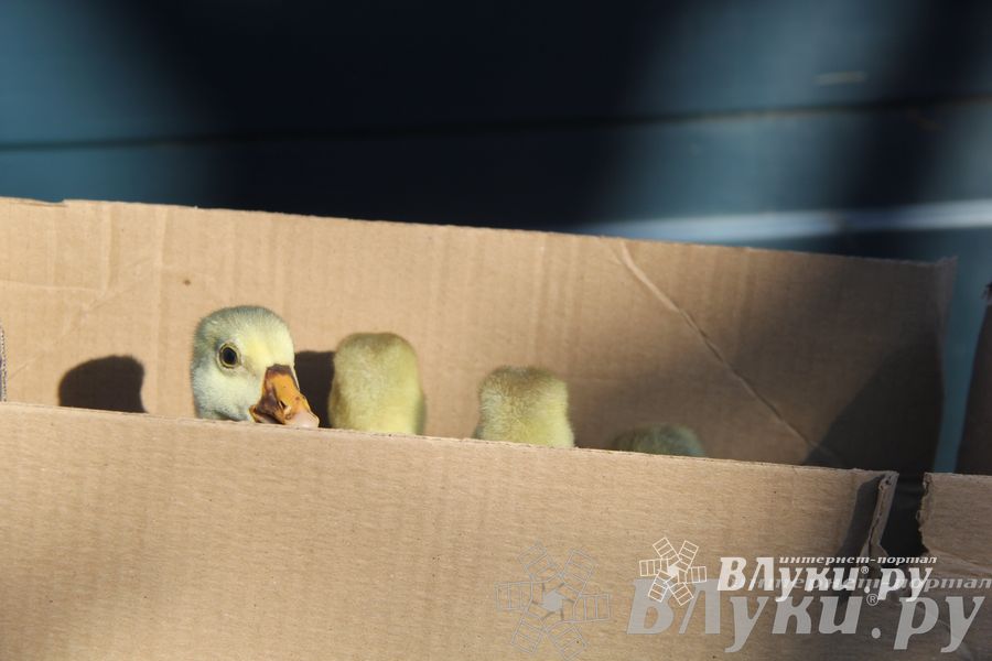 Традиционная весенняя ярмарка прошла в Великих Луках