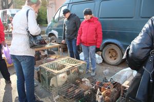 В Великих Луках прошла универсальная осенняя ярмарка (ФОТО)