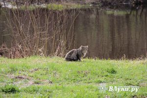 ©ВЛуки.ру
