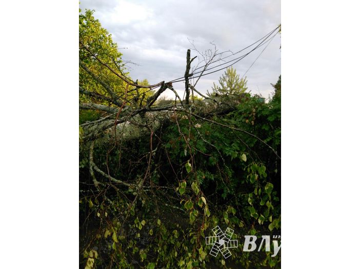 Ураган в Псковской области валил деревья и срывал крыши (ФОТО)