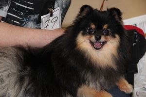 Всероссийская выставка собак в Великих Луках (фото)