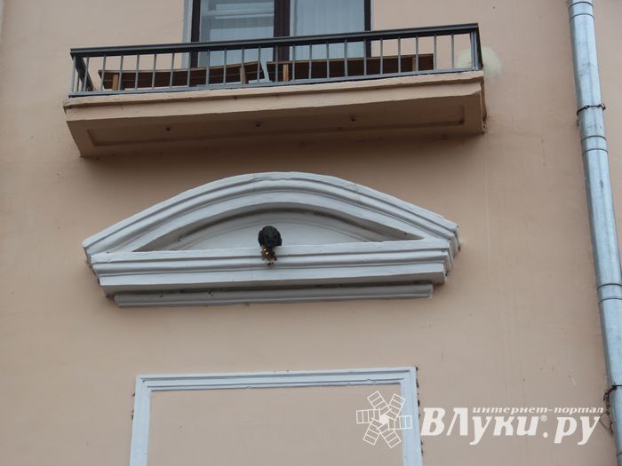 В Великих Луках появился чёрный кот (ФОТО)