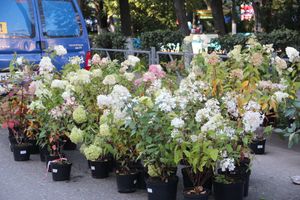 В Великих Луках прошла универсальная осенняя ярмарка (ФОТО)