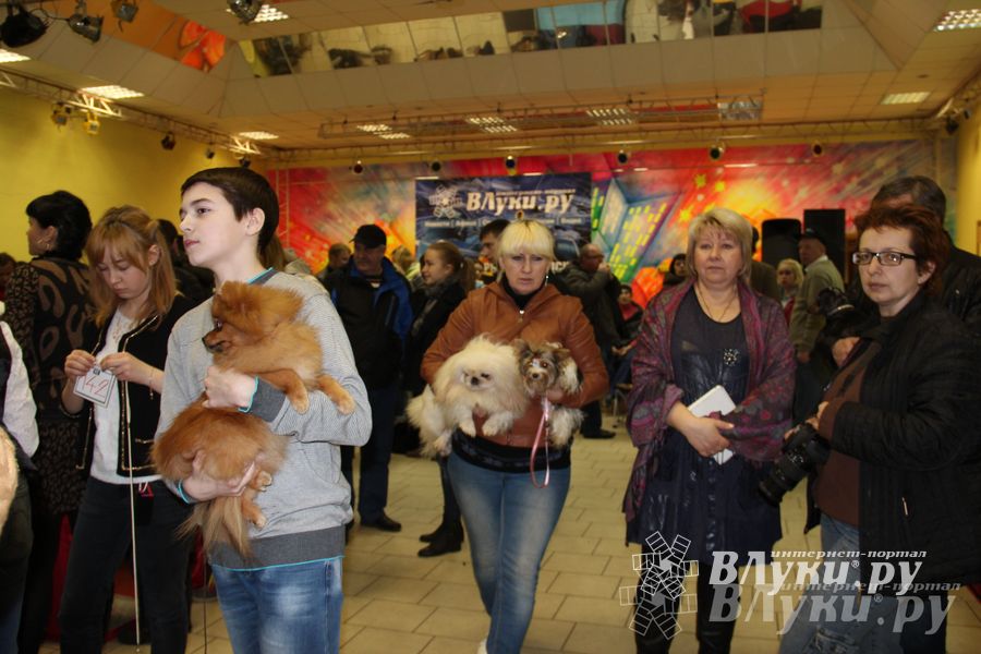 Всероссийская выставка собак в Великих Луках (фото)