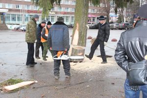 Сегодня в Великие Луки привезли главную новогоднюю ёлку (фото)