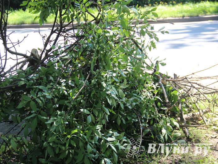«Опасную» ветку над проспектом Гагарина спилили (ФОТО)