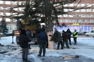 Новогодняя ель приехала в Великие Луки