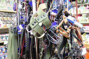 «Zooбастики»: подарите праздник своим любимцам! (ФОТО+ВИДЕО)