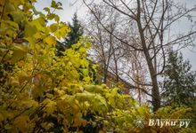 Прогноз погоды в Великих Луках на 31 октября