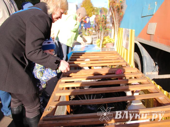 Торговая ярмарка «Осень-2016» прошла в Великих Луках (ФОТО)