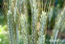 Прогноз погоды в Великих Луках на 26 июля