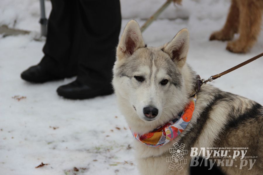 В Великих Луках состоялись проводы Широкой Масленицы — 2015 (фото)