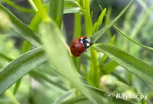 Прогноз погоды на 22 мая в Великих Луках