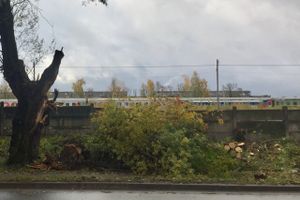 В Великих Луках, почти в центре города, более двух месяцев лежало поваленное дерево (ФОТО)