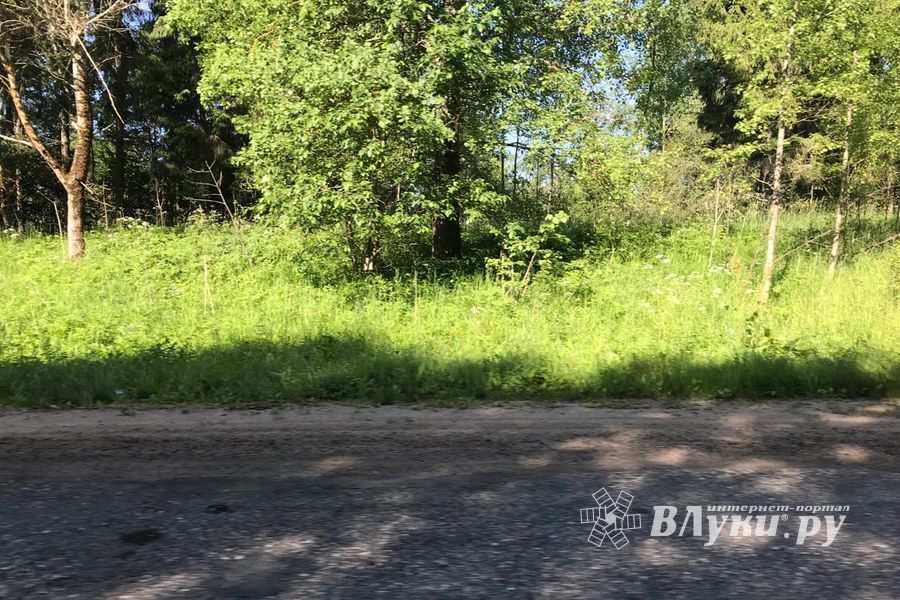 Трава у дома (ФОТО)