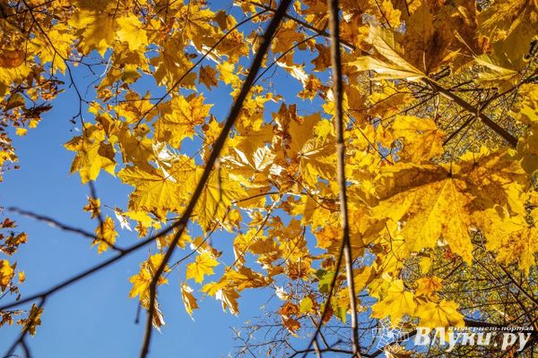 Прогноз погоды на 17 октября в Великих Луках