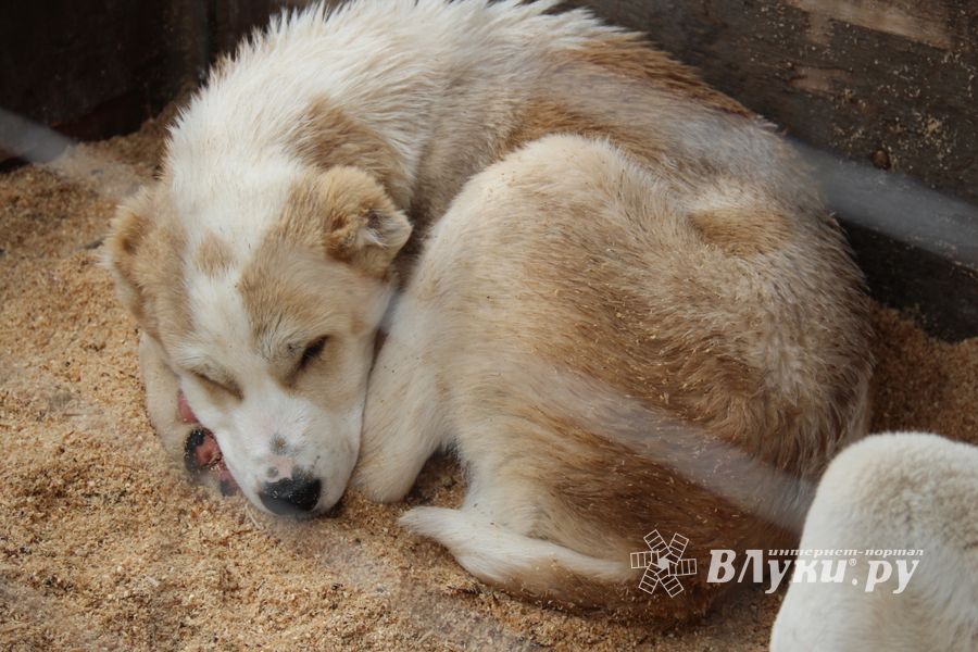 В Великих Луках проходит Весенняя ярмарка (ФОТО)