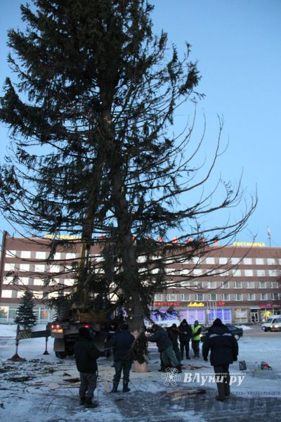 Новогодняя ель приехала в Великие Луки