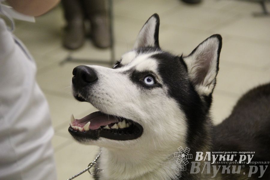 Всероссийская выставка собак «Великие Луки — 2014»