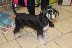 Всероссийская выставка собак в Великих Луках (фото)