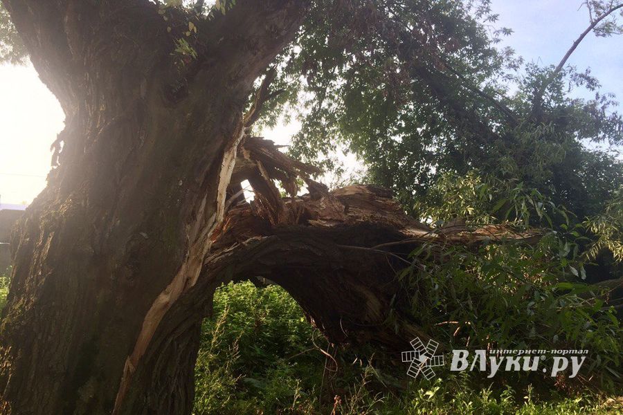 Полтора месяца не убирают сломанные непогодой деревья (ФОТО)