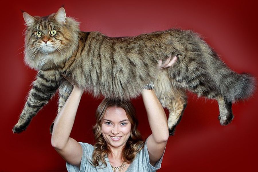 В Великих Луках пройдет контактная зоовыставка — время гладить котиков! (ФОТО)