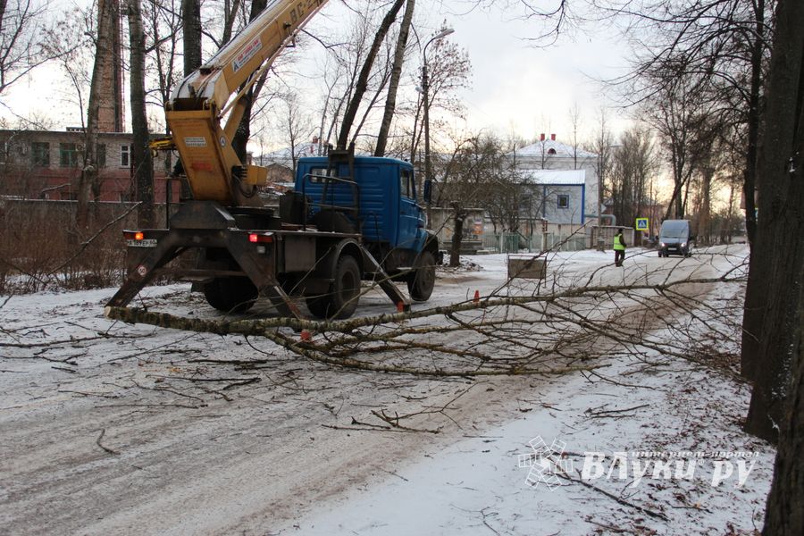 На проспекте Гагарина идет формовка деревьев (ФОТО)