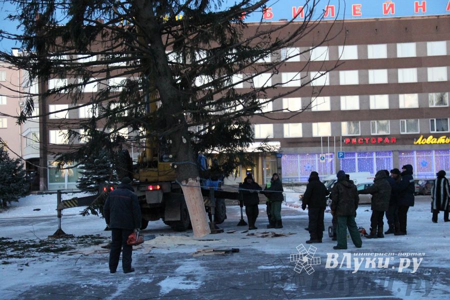 Новогодняя ель приехала в Великие Луки