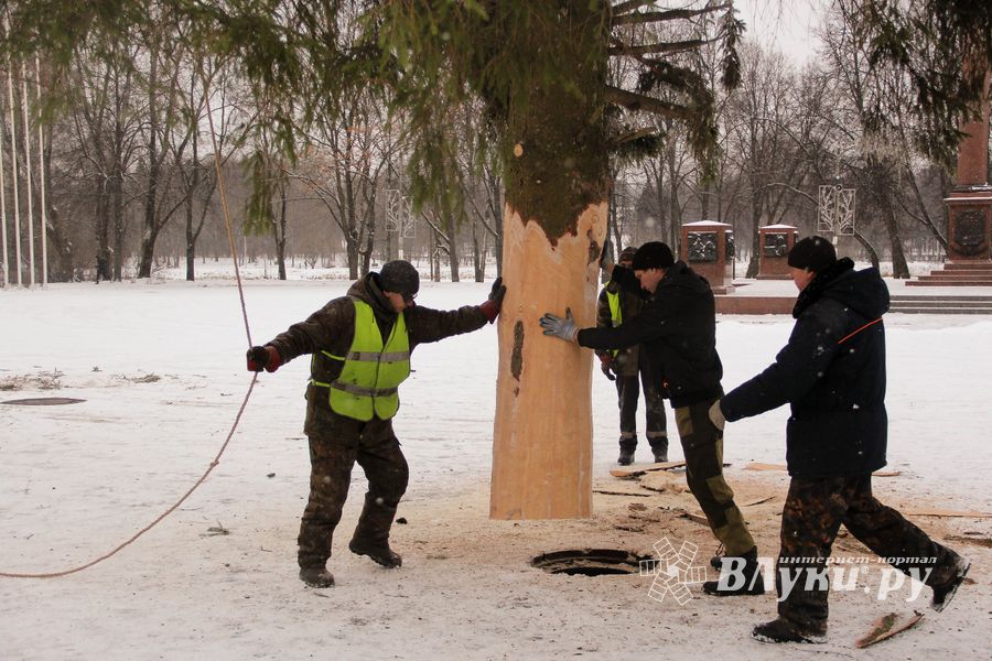 Ёлочка приехала! (ФОТО)