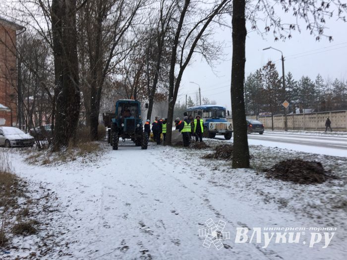 На проспекте Гагарина идет формовка деревьев (ФОТО)